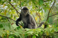 Hulman stribrny - Trachypithecus cristatus - Silvered leaf monkey or Silvery langur o9072